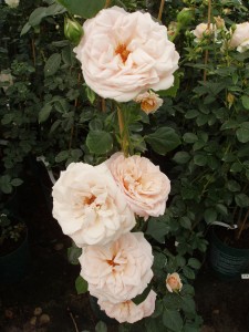 PENNY LANE (climber)